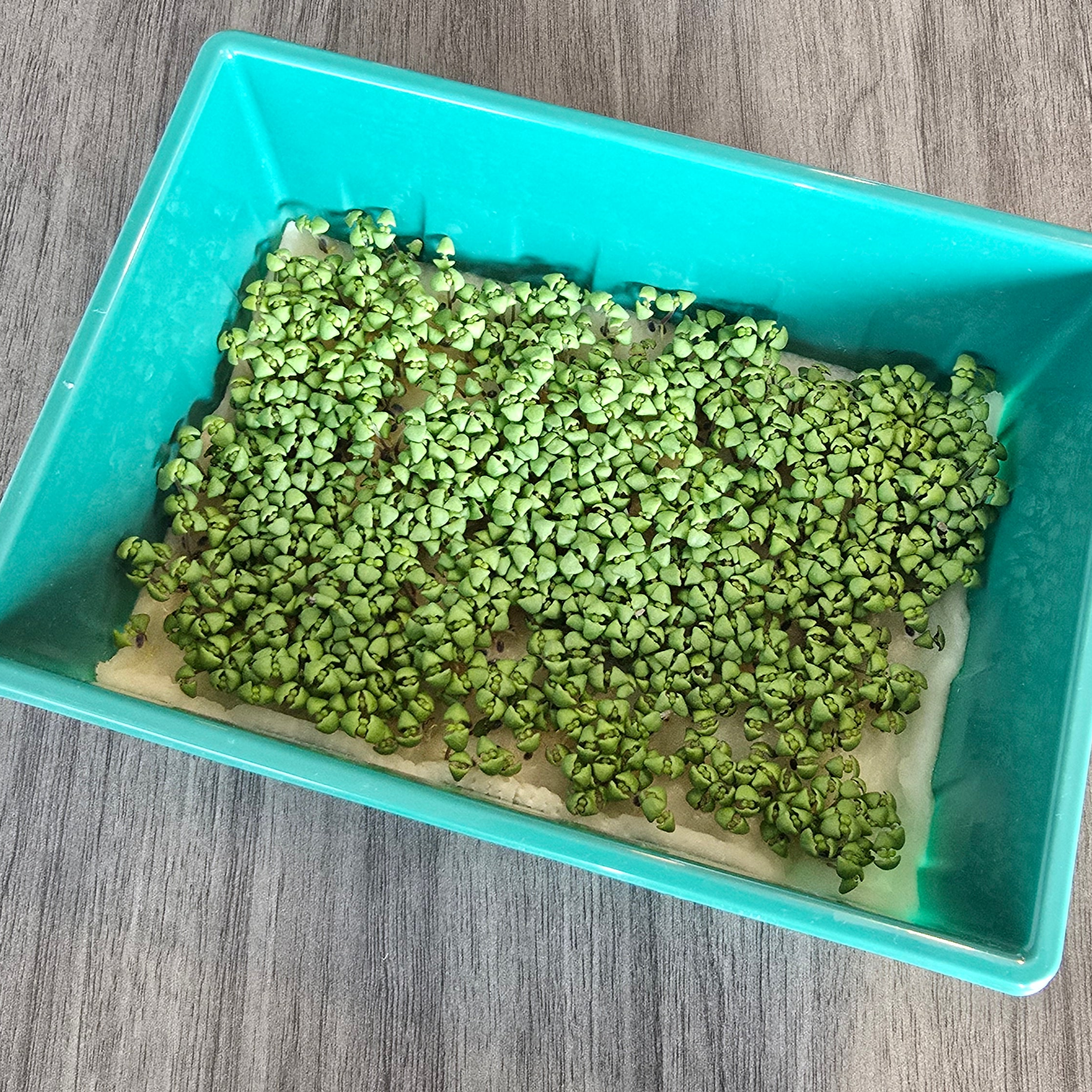 Basil (Lemon)
