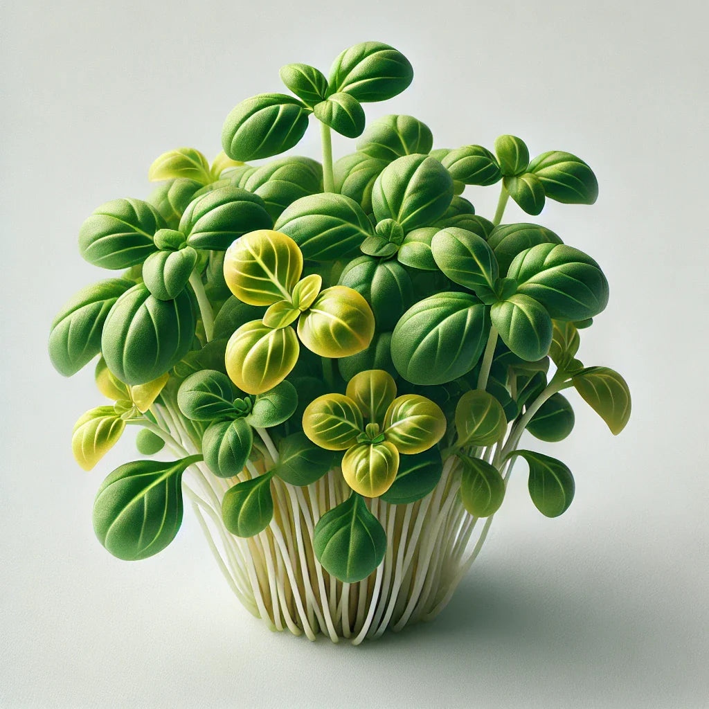 Basil (Lemon)