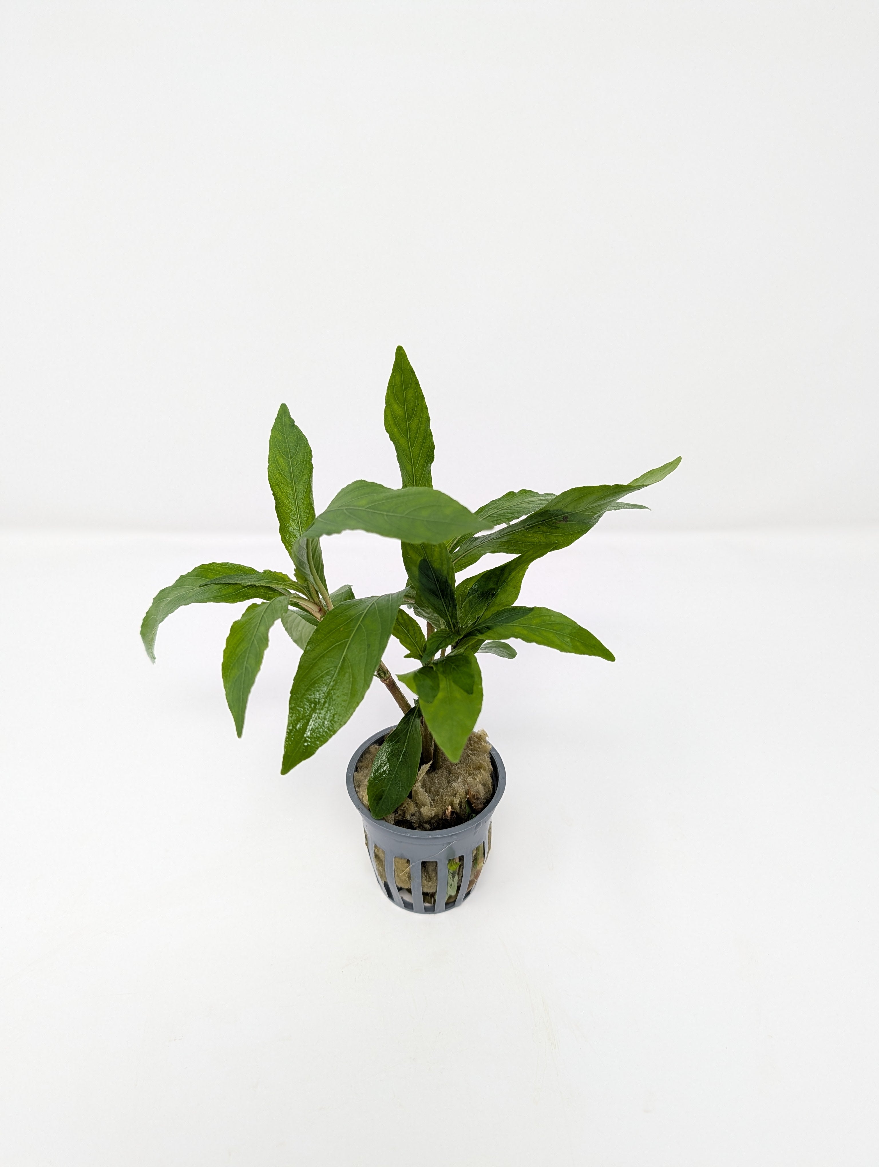 Hygrophila Willow
